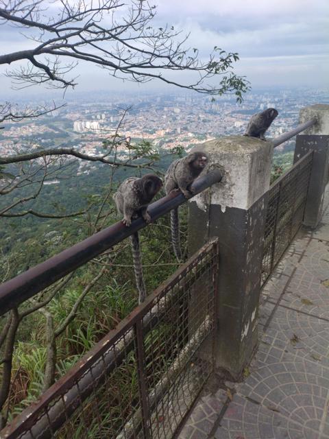 Saguis no mirante