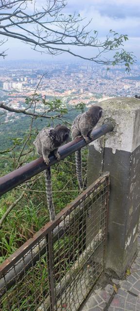 Saguis e a cidade