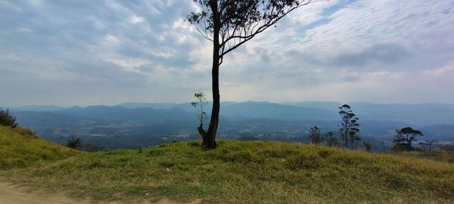 Árvore e a serra