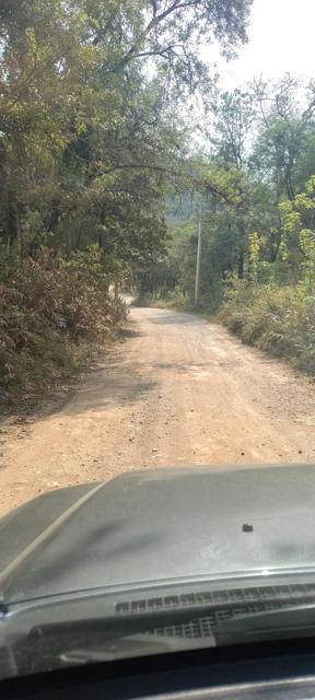 Estrada arborizada